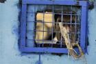Prisoner looks out of his cell window at the main prison in Kandahar, Afghanistan, April 25, 2011 (AP Photo/Allauddin Khan, File)