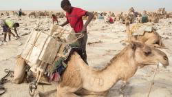 A worker loads a camel with slabs of salt in the Danakil Depression, northern Ethiopia April 22, 2013. (Reuters)